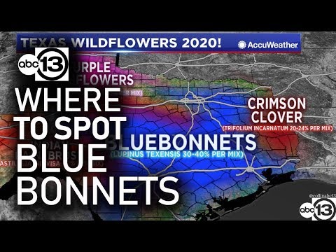Video: Je sběr bluebonnetů nezákonný?