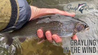 Grayling in the Wind.