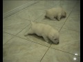 Chubby puppy on a slippery floor