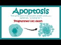 Apoptosis  apoptosis in pathological and physiological context  molecular pathway of apoptosis