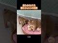 拾われた子犬猫とひよこの家族 # 可愛いペット #猫 #犬