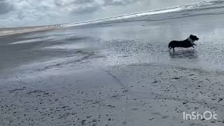 saluki dogs playing snow Fall