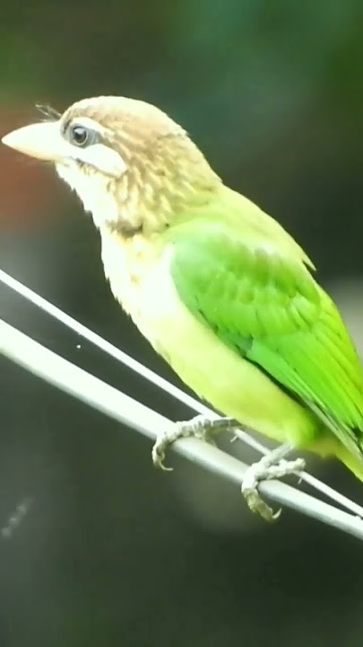 Call of White-cheeked Barbet❤️pls subscribe🙏