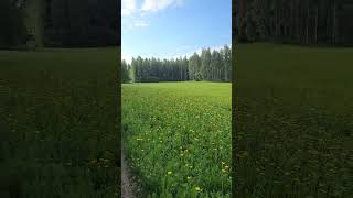 Flower power in Finnish North Karelia, 2 June 2024