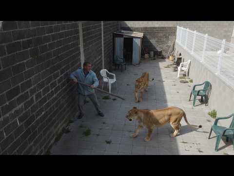 Terrifying encounter with big cats caught on camera!