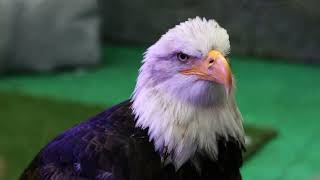 Career Overview Spiritual Meaning of Eagle In Dream Totom Vision