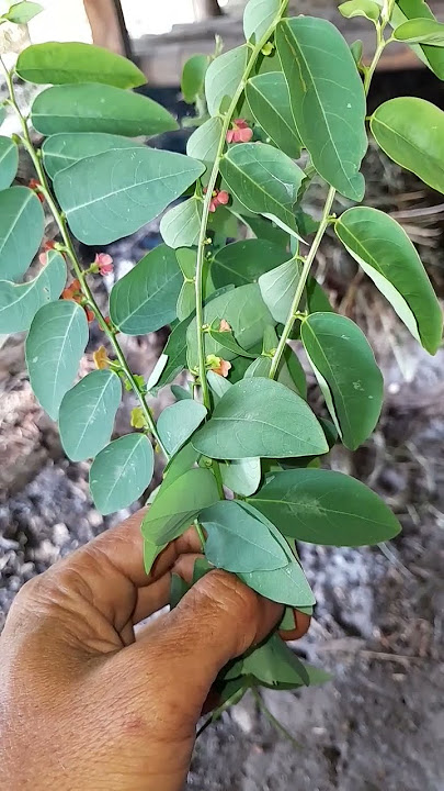 OBAT ALAMI SARAF KEJEPIT