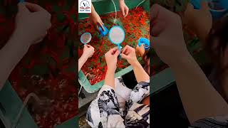 amazing game of japan #education #facts #bengali #japan #gameplay #games #fishing #viral #gift