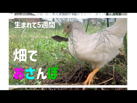 ひよこパン&イチゴ♡ニワトリさんも見守ってます(* ´ ▽ ` *) ひよこ飼育】毎日が幸せなひよこ #7 - YouTube