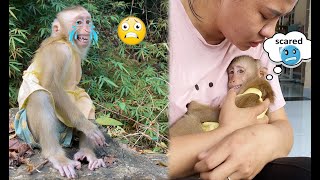 Monkey Lyly was scared when he got lost in the forest and was brought back by people