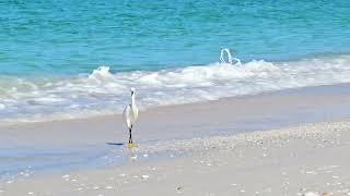 snowy egret ASMR