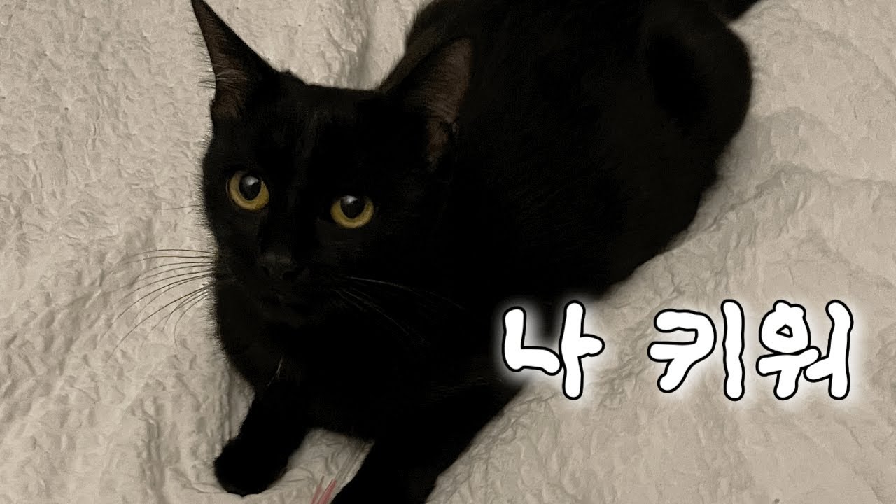 길고양이 입양했는데 임신 6주차래요