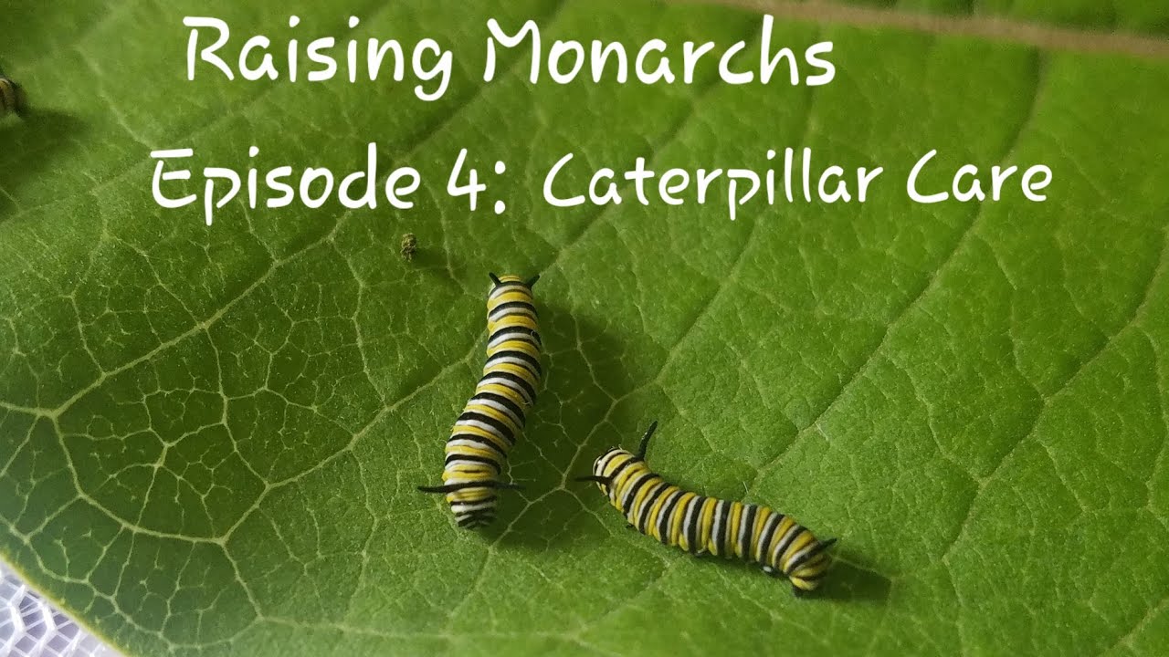 Raising Monarchs Series- Ep. 4: Caterpillar Care 