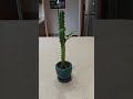 How to care for African milk tree growth guide #plants #gardening #plant #houseplants #tutorial