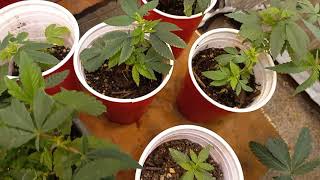 this just for the grow boss live show I want u to keep on talking