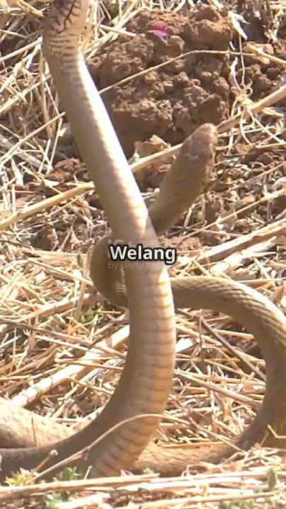 Weling vs Welang Snakes: Spot the Difference! #subscribe #facts #animals
