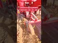 Two-row corn seedling transplanter with mulching, pipe laying and watering. Peppers, cabbage, kale