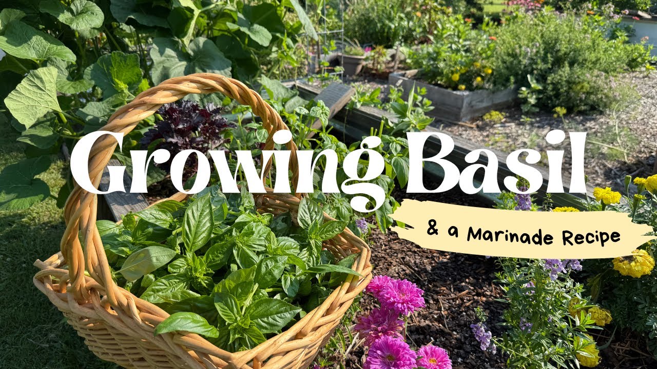 Growing Basil & a Basil Marinade Recipe