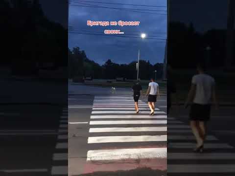 ПОМОГЛИ СОБАКЕ ПЕРЕЙТИ