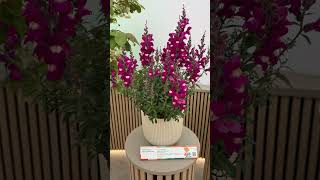 RHS plant of the year, the winner is Hosta RED NINJA (‘Nk2021’) #gardenerben