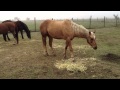 Horse Movie "Buck" - Stupid Woman Kills Horse for doing what she taught it - Rick Gore Horsemanship
