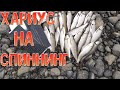 Попали на клёв хариуса летом - хариус на спиннинг