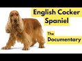 English Cocker Spaniel - Full Length Documentary