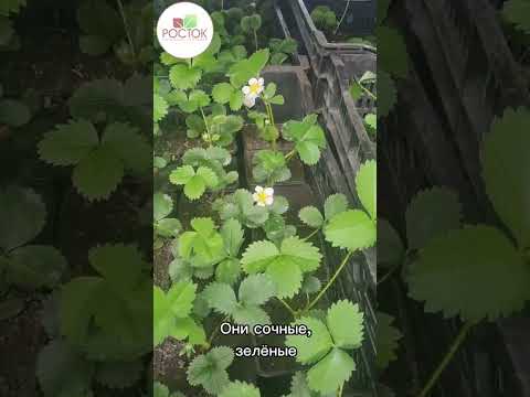 Что такое клубника
