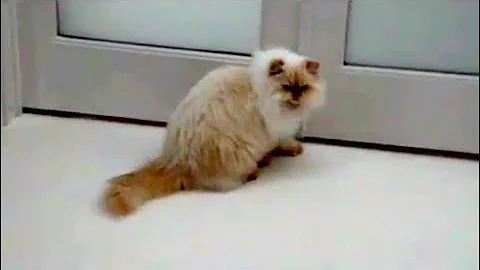 Watch the video about Himalayan Kitten #shorts