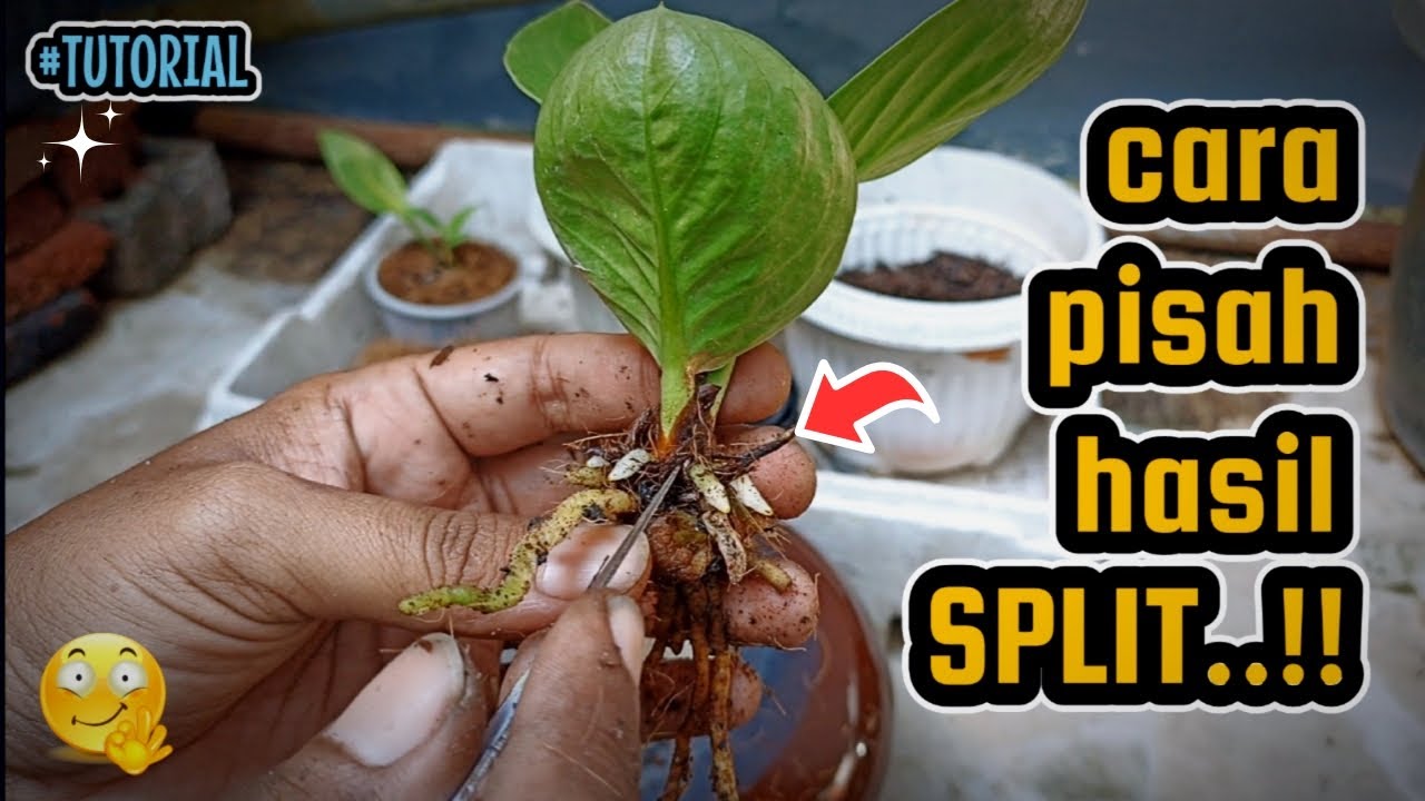 CARA MEMISAHKAN HASIL SPLITAN DARI BONGGOL DAN DAUN PANCING | TUTORIAL