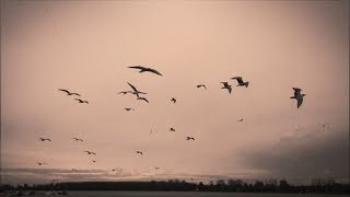 Krilat i beo - JESEN