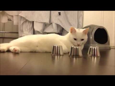 Video Chú mèo thông minh :))) =))) - youtube