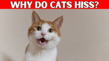 Why Do Cats Hiss? - Reasons Behind the Mystery