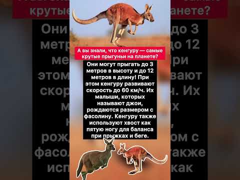 🦘 А вы знали, что кенгуру — самые крутые прыгуньи на планете? #хочуфакты #интересное #факты #юмор