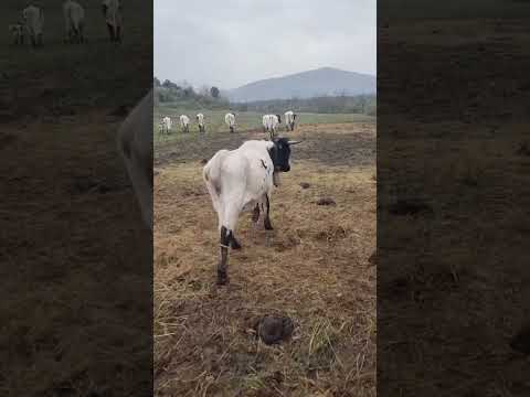El último adiós alas Berrendas y Avileñas