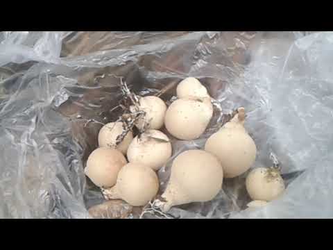 Дождевик грушевидный (Lycoperdon pyriforme). Съедобный гриб