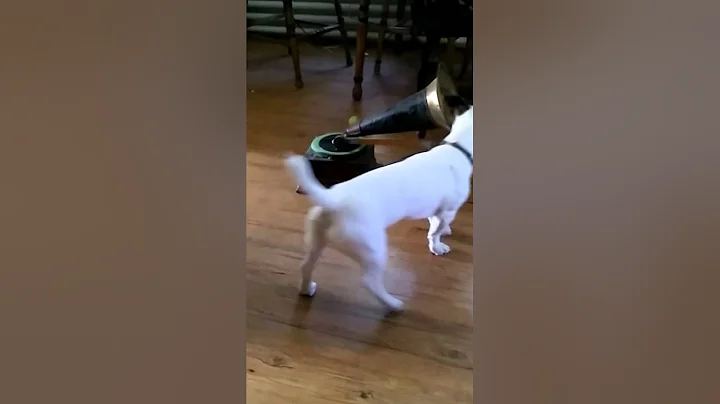 Ollie as "Nipper" listening to phonograph, Victor Victrola