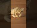 قط الرمال هل هو مهدد بالانقراض Shorts عرب Viral