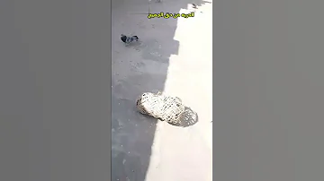 طلقت طير في الهواء الحريه من حق الجميع Myyearonyoutube2023 Tendencias Birds اكسبلور 