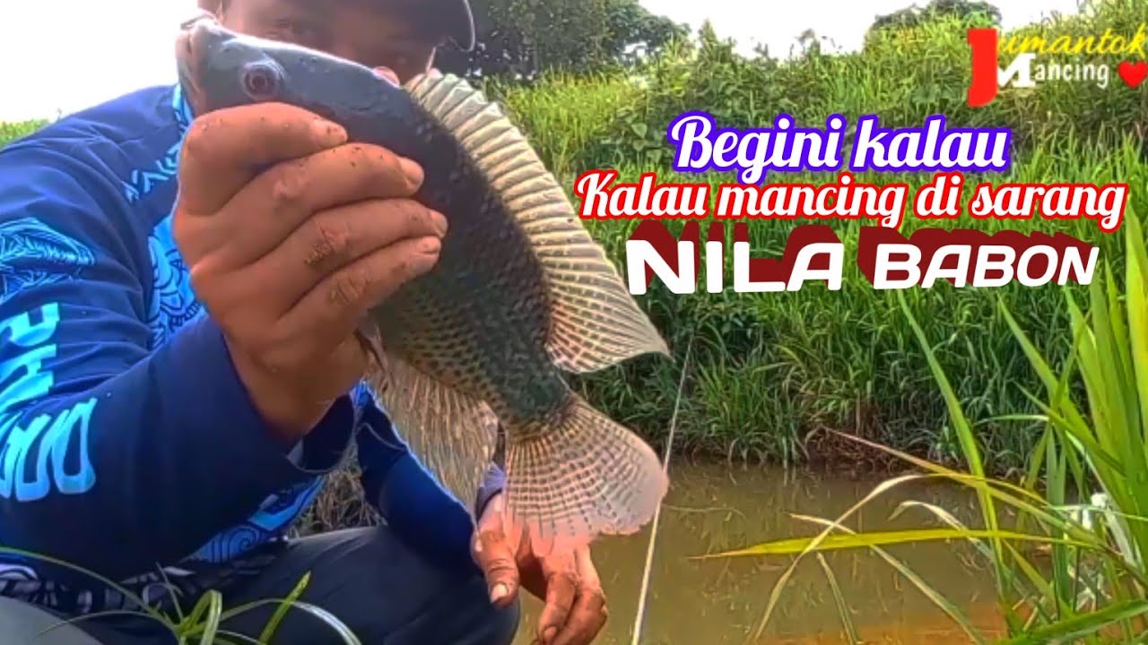 Spot mancing baru ternyata sarang nila babon//mancingikannila