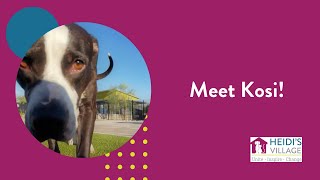 Kosi's Second Chance: A Heidi's Village Rescue Story