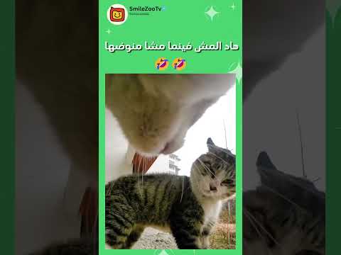 ديما منوضها