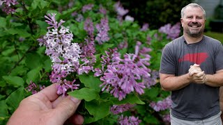 Garden Tour - What's in Bloom - Fence and Stone Update