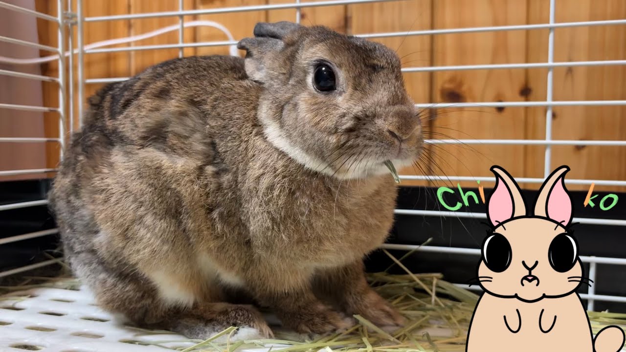 Rabbit Molting Season Part 1 - YouTube