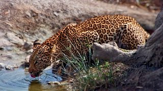 Leopard Checks Out The Camera