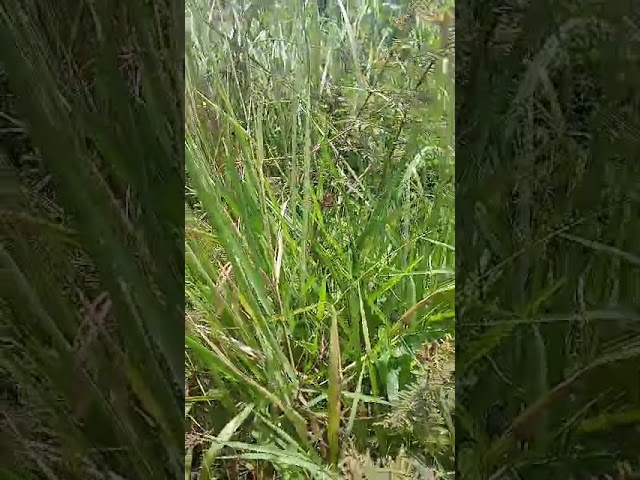 Sq Mile Land on Sale and Lease Luwero Kyankwanzi Mayoga