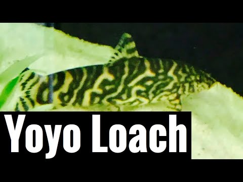 Video: Seberapa besar tangki yang dibutuhkan clown loaches?