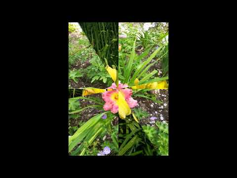 Mainau, a csodálatos virágsziget