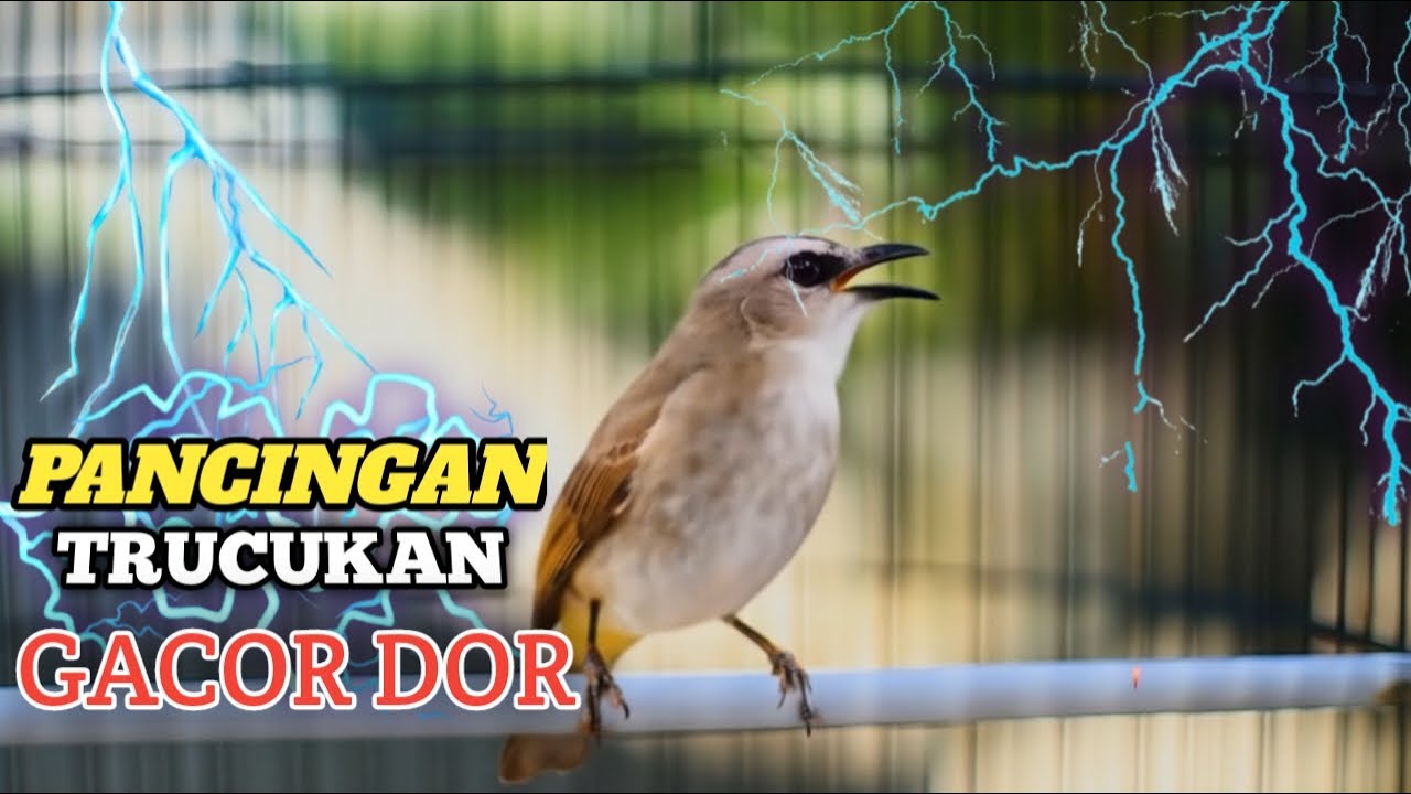MASTERAN TRUCUKAN GACOR ROPEL PANJANG DI PAGI HARI cocok untuk terapi burung bahan