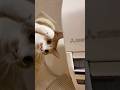 エアコンの点検がしたい猫 #猫
